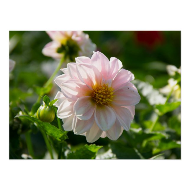 Pôster Dália branca na foto do jardim (Frente)