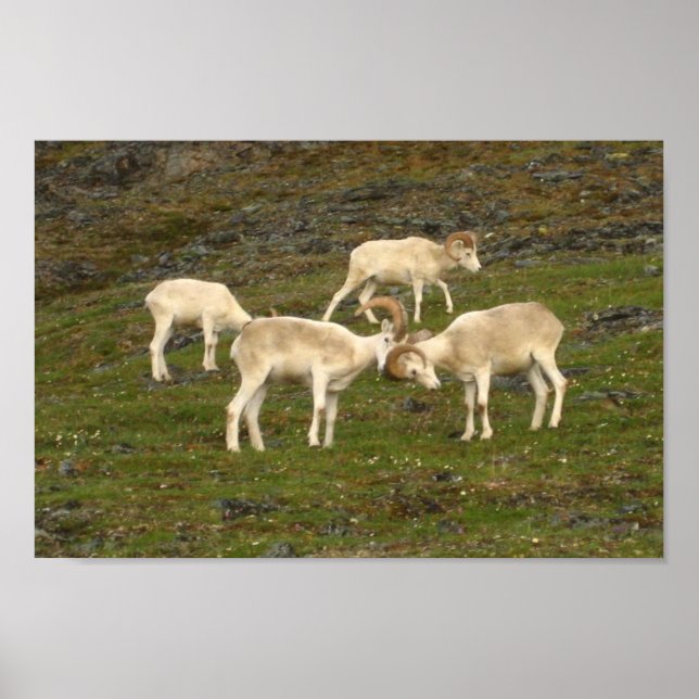 Poster Dall Sheep (Frente)