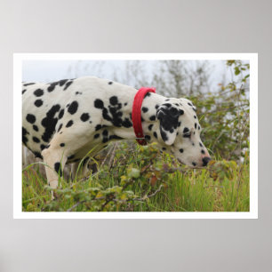 Poster Dalmation in Grass