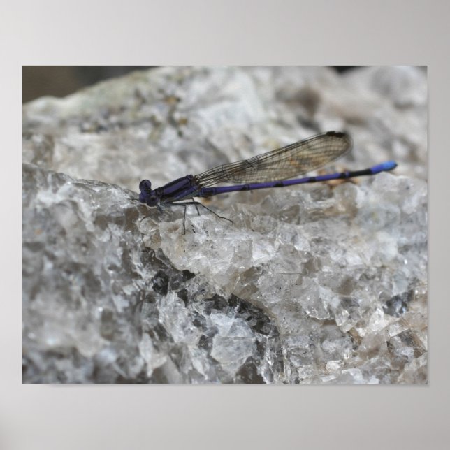 Poster Damselfly Roxa No Inseto Quartz Rock (Frente)