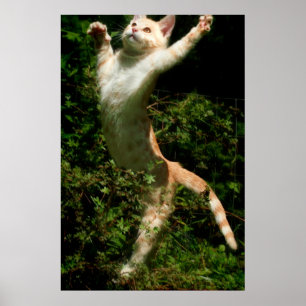 Pôster Dança