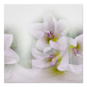 Pôster dança das flores