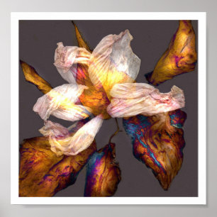 Poster Dança de Flor