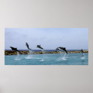 Pôster Dança do golfinho