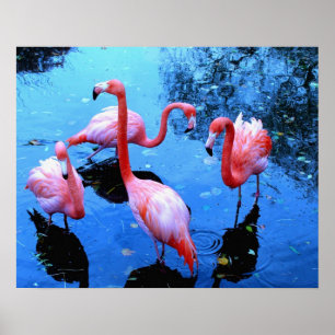 Pôster Dança dos flamingos