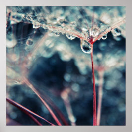 Poster Dandalion Seeds com Drops Macro Abstrato