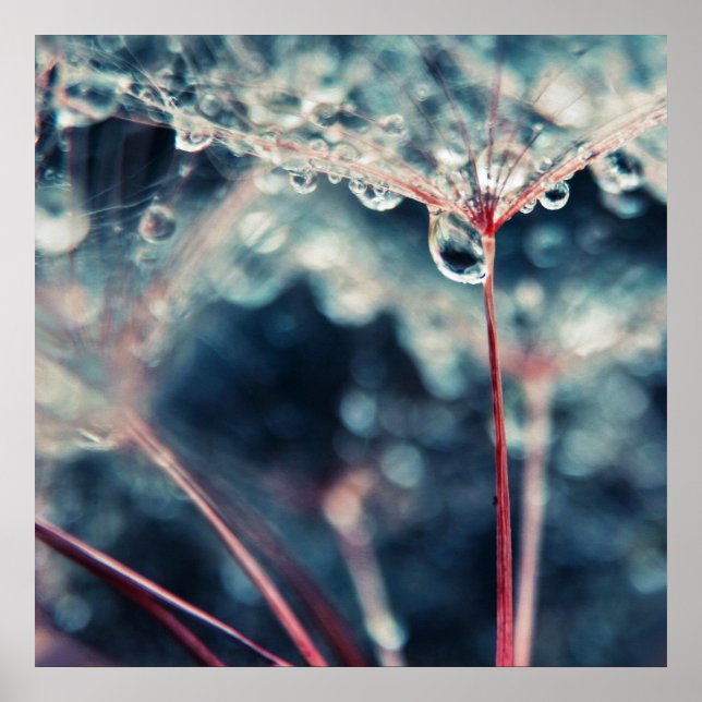 Poster Dandalion Seeds com Drops Macro Abstrato (Frente)