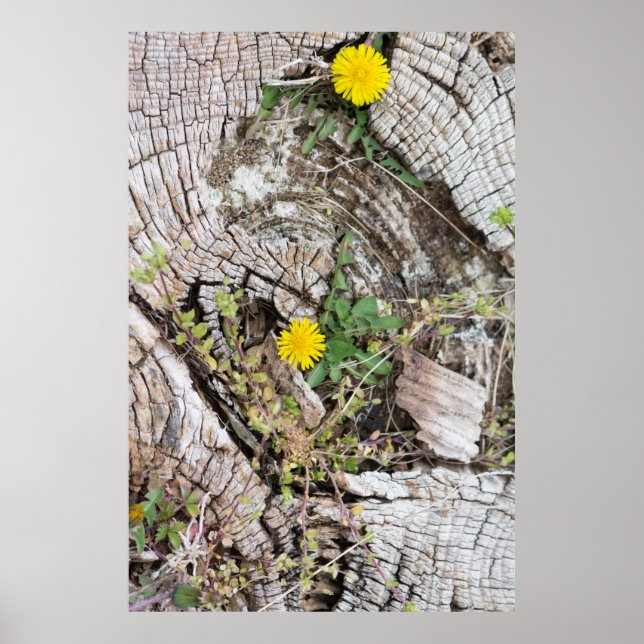 Poster Dandélio ainda vivo (Frente)