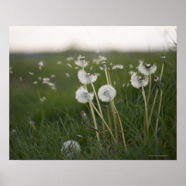 Pôster Dandélio soprando no vento. (Frente)