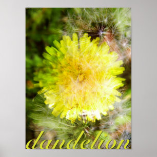 Pôster Dandelion
