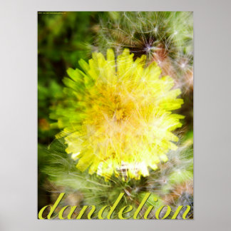 Pôster Dandelion