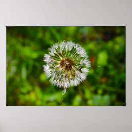 Poster Dandelion