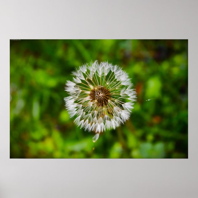 Poster Dandelion (Frente)