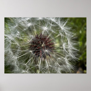 Poster Dandelion