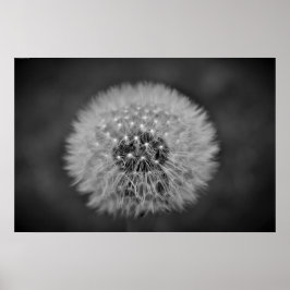 Poster Dandelion