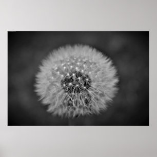Poster Dandelion