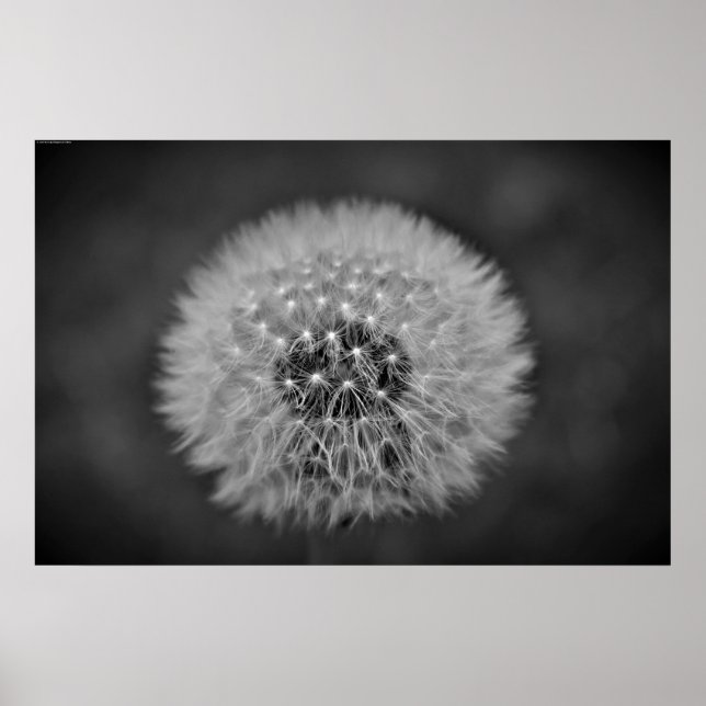 Poster Dandelion (Frente)