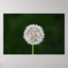Poster Dandelion