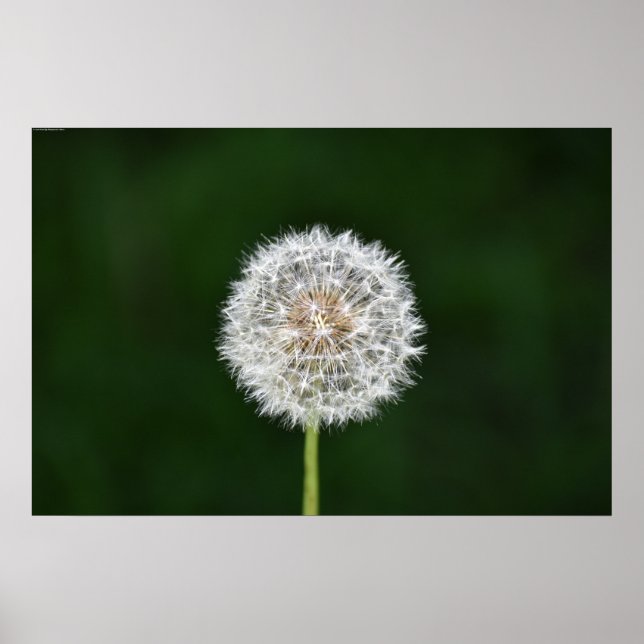 Poster Dandelion (Frente)