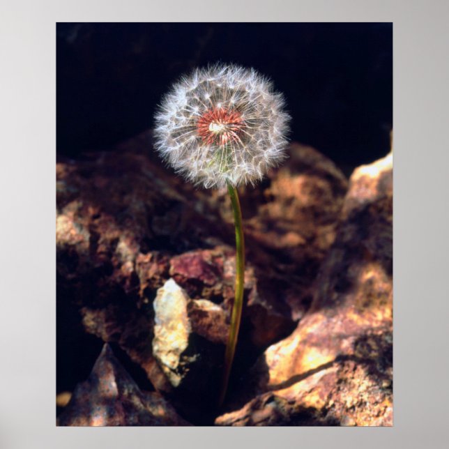 Pôster Dandelion (Frente)