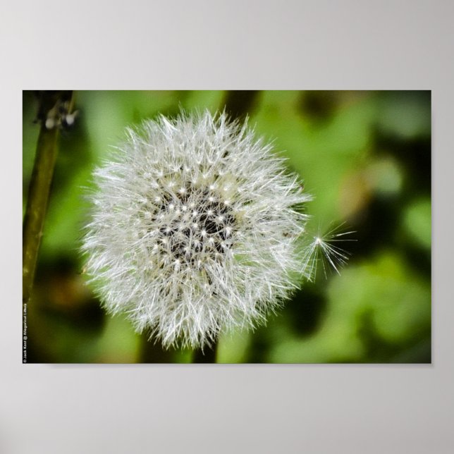 Poster Dandelion (Frente)