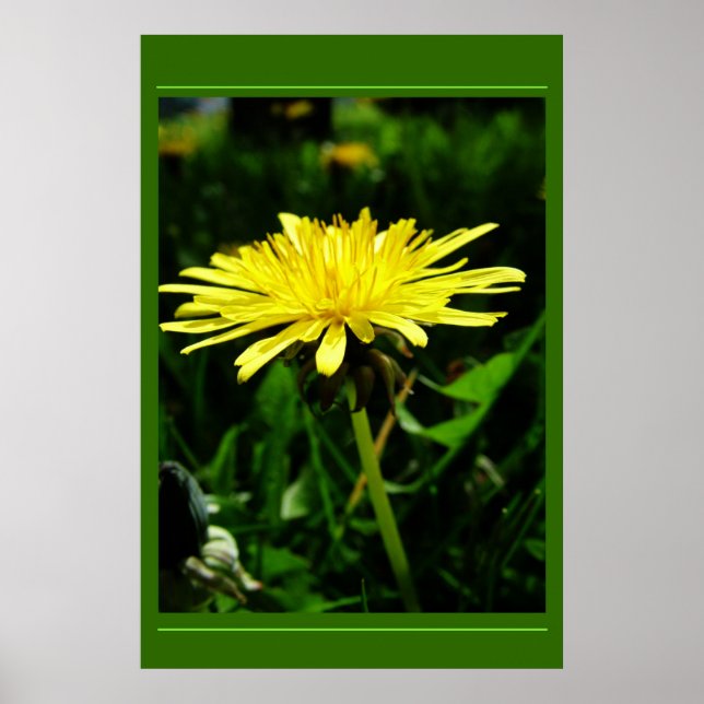 Poster Dandelion (Frente)