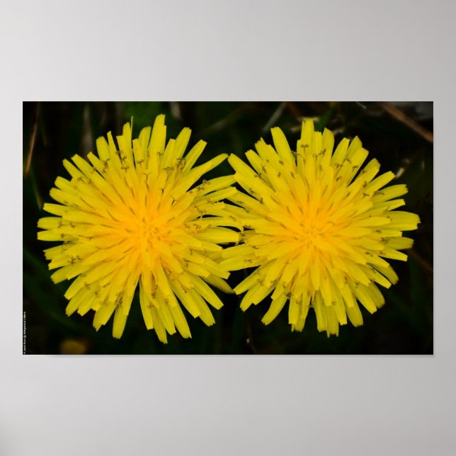 Poster Dandelion (Frente)