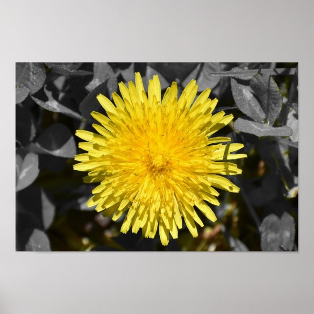 Poster Dandelion (Frente)
