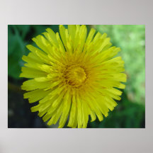 Poster - Dandelion