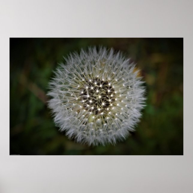 Poster Dandelion (Frente)