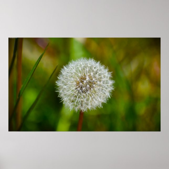 Poster Dandelion (Frente)