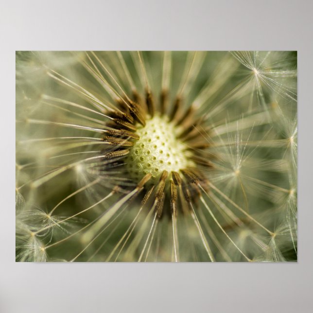 Pôster Dandelion (Frente)