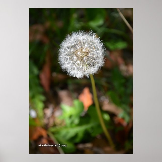 Poster Dandelion (Frente)