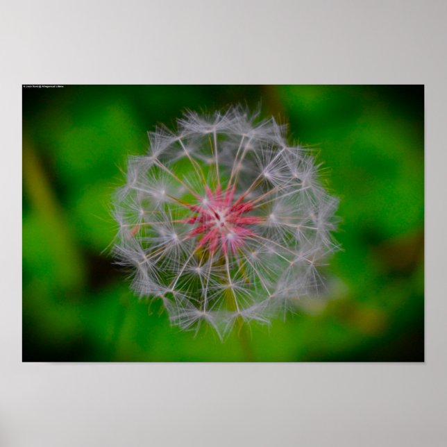 Poster Dandelion (Frente)