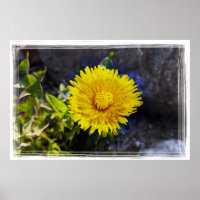 Dandelion à luz do sol