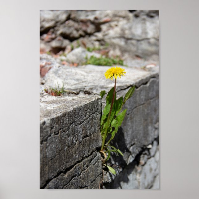 Poster Dandelion amarelo em primavera (Frente)