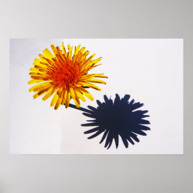 Poster Dandelion and Shadow wapcn (Frente)