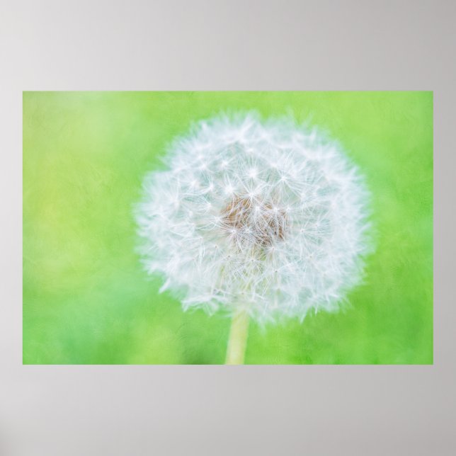 Pôster Dandelion - Apenas Acordou Beleza (Frente)