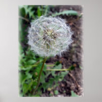 dandelion bloom