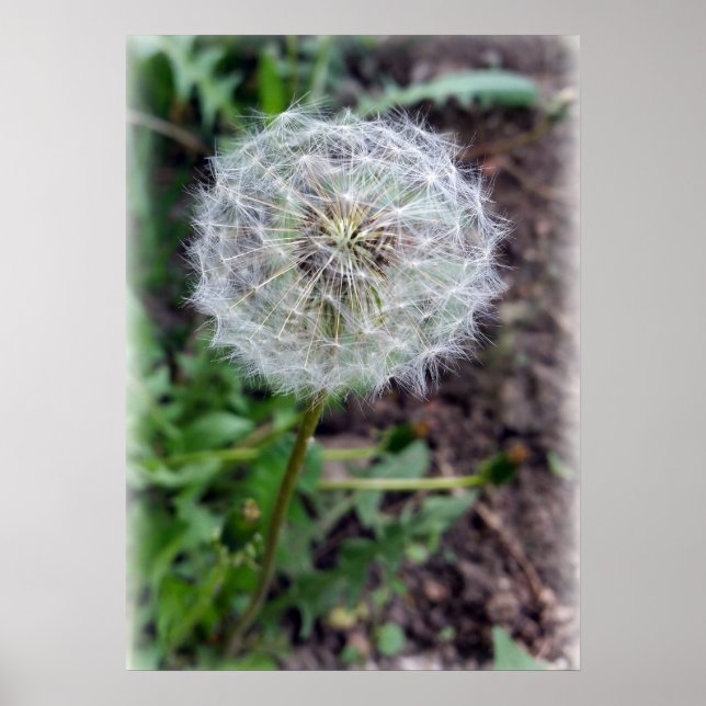 Poster dandelion bloom (Frente)