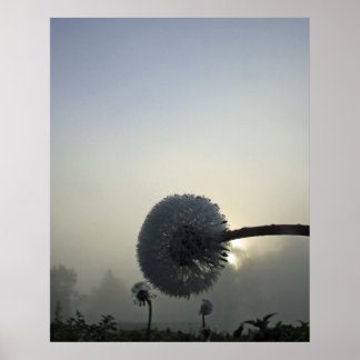 Pôster Dandelion Dawn