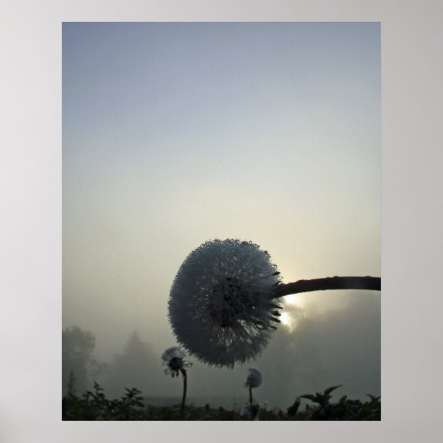 Pôster Dandelion Dawn (Frente)