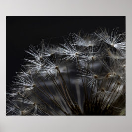 Poster Dandelion em preto