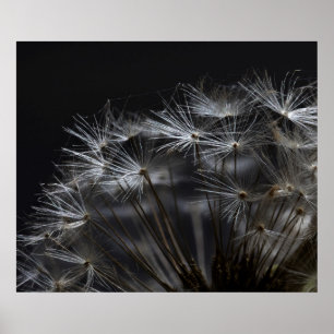 Poster Dandelion em preto