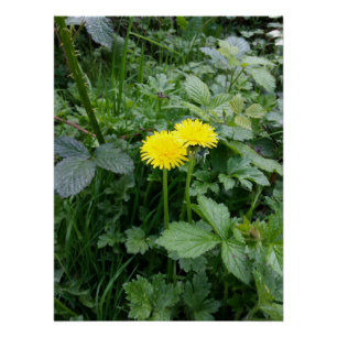 Pôster Dandelion Flower
