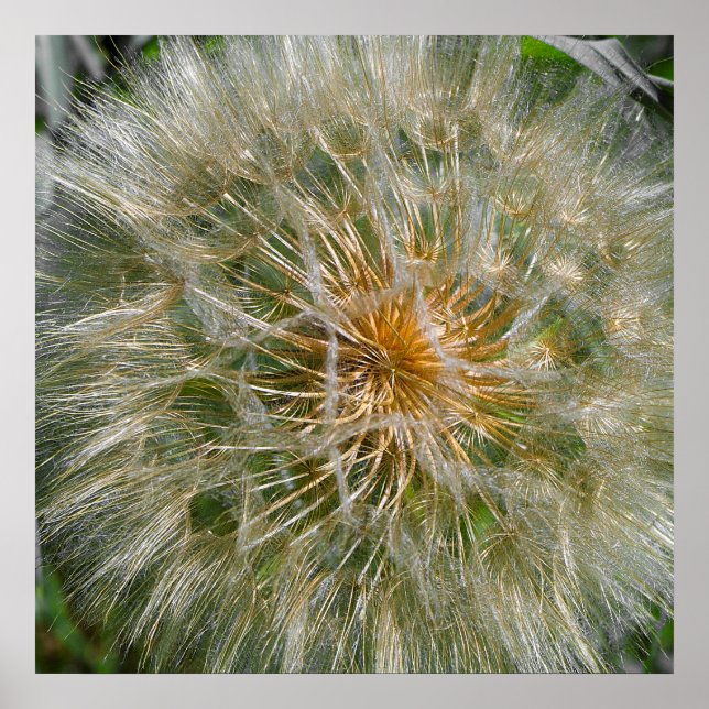 Poster Dandelion Flower (Frente)