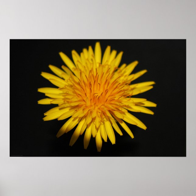 Poster Dandelion Flower wapcn (Frente)