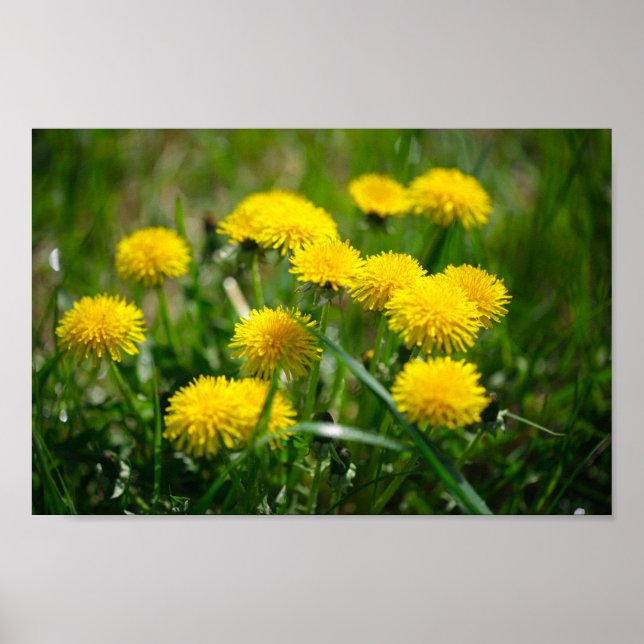 Poster Dandelion Flowers Dandelions Amarelo Verde (Frente)