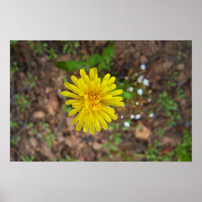 Poster Dandelion High Mountain (Frente)