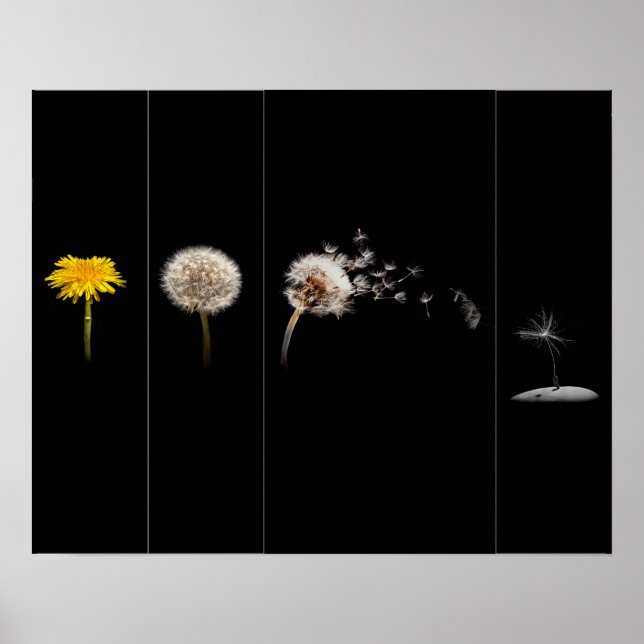 Poster Dandelion Life Cycle Poster/Print (Frente)